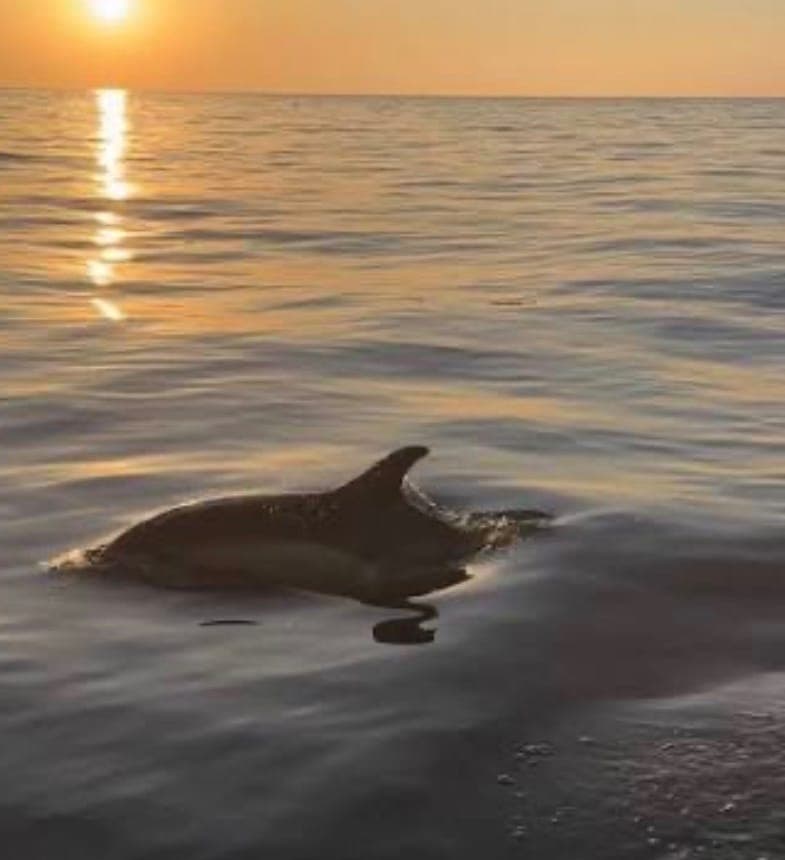 Dolphin & Wildlife Tour — a recent catch aboard the Salty Cowboy